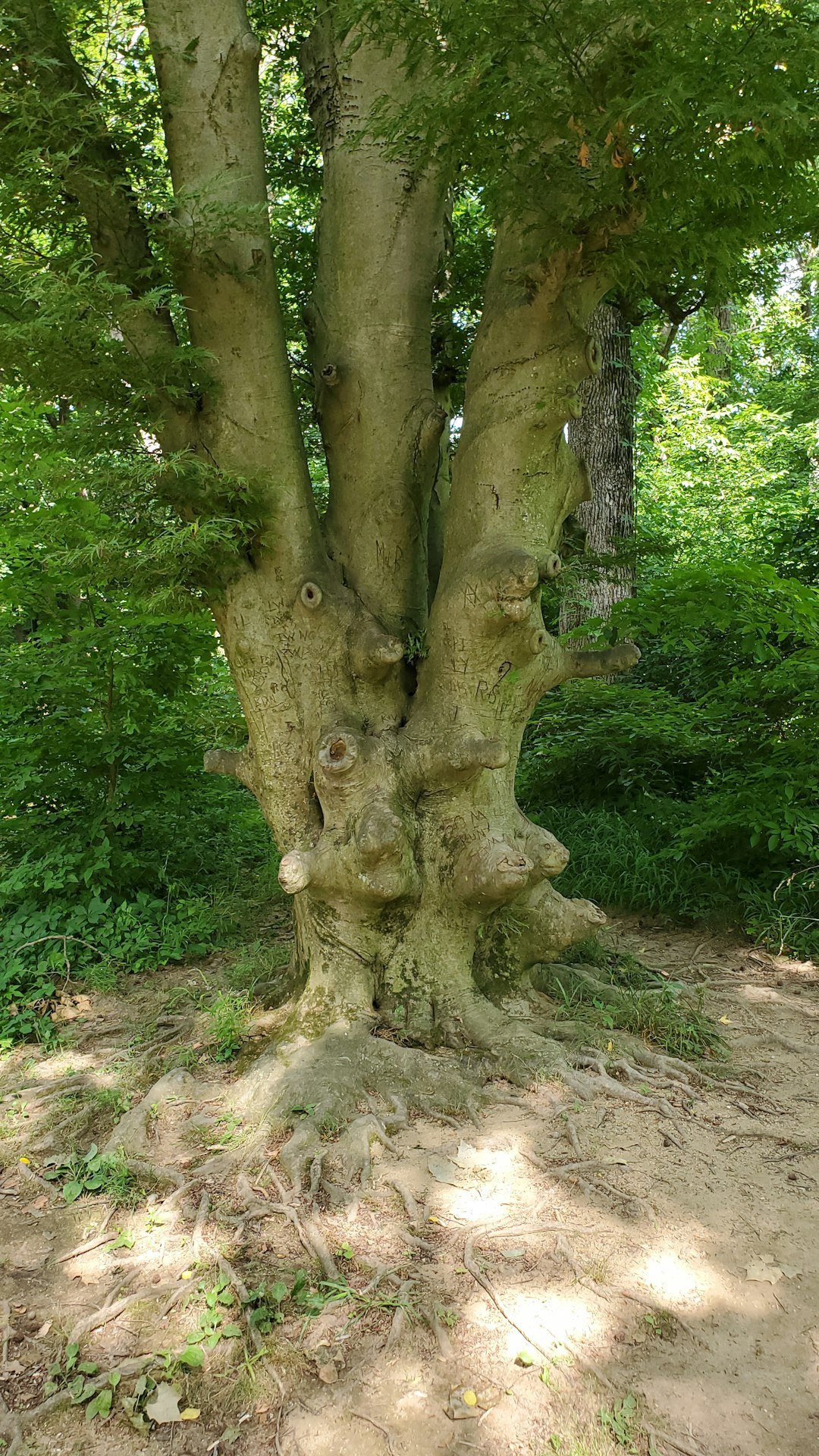 a-large-tree-that-is-in-the-dirt-yihzelvrfoq